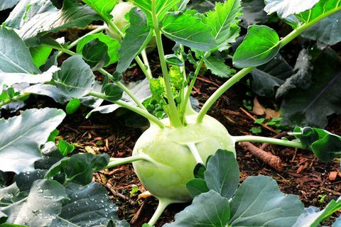 Kohlrabi, Kohl mit Rübenwurzeln