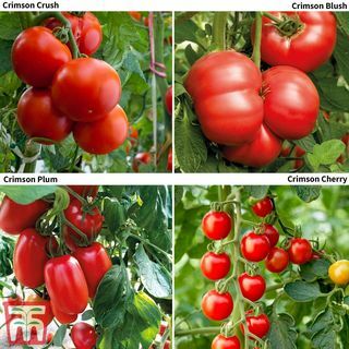 Tomato Crimson Collection (gepfropft)