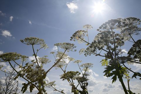 Giftgarten: Riesengrütze