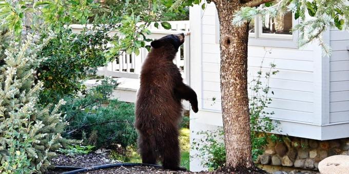 Bär steht am Baum