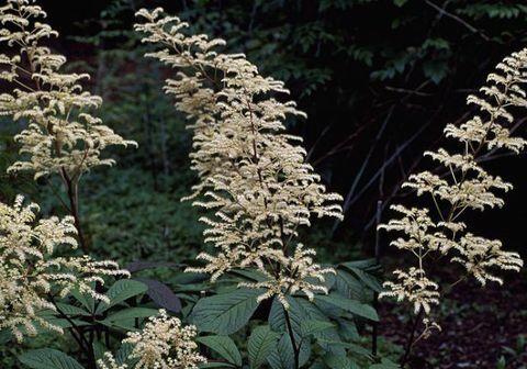 tropische-pflanzen-rodgersia-pinnata