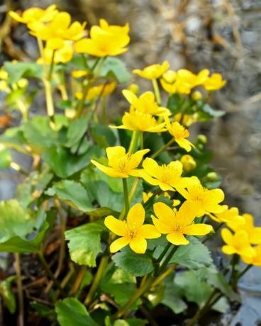 Sumpfdotterblume Caltha Palustris blüht in einem Teich