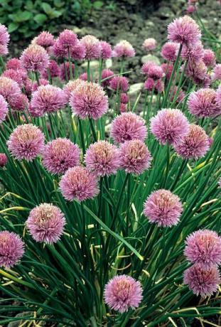 allium schoenoprasum, Schnittlauch, rosa lila Blüten alliums