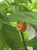 Der heißeste Chili der Welt, Dragon's Breath, gibt sein Debüt auf der Chelsea Flower Show