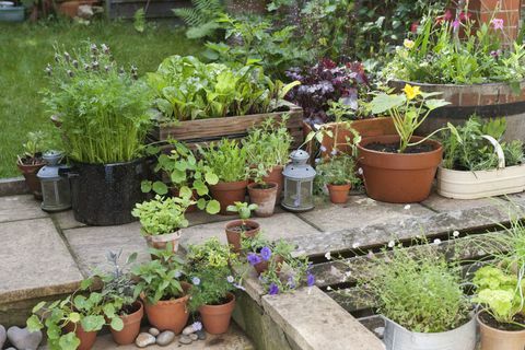 Kräuter und Gemüse in Töpfen in einem Gartenbereich angeordnet