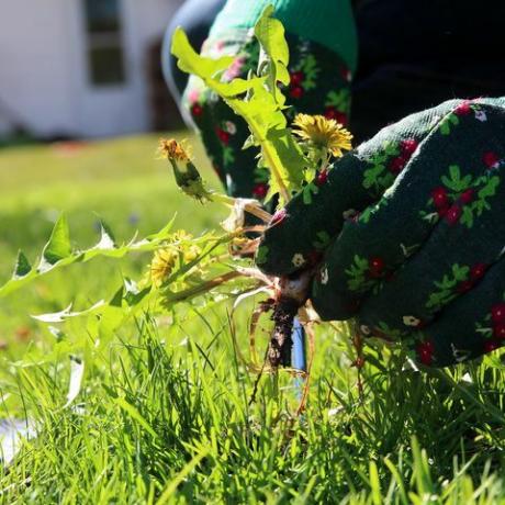 Löwenzahn im Garten