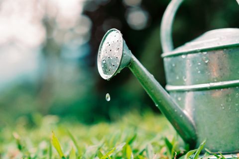 Gießkannenwassertropfen auf Gartengras