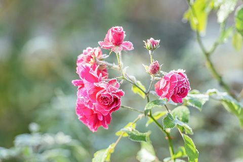 Rosen mit Raureif - Raureif