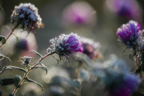 Nahaufnahme von bereiften Disteln im Garten