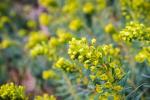 7 Gartenpflanzen, die jedes Wetter überstehen