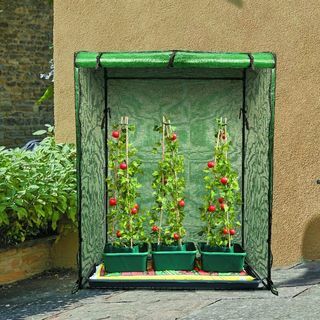 Tomaten Gro Box - Dreierpack