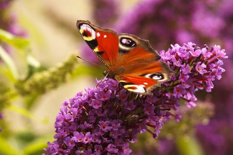 Pfauschmetterling, der auf Buddleia in meinem Calver-Garten, Höchstbezirks-Nationalpark, Derbyshire einzieht