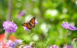 Was ist der beste Weg, um in diesem Sommer wilde Tiere in Ihren Garten zu locken?