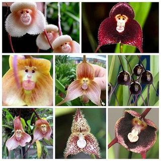 Dracula-Orchidee (100 Samen)