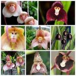 Diese seltenen Orchideen sehen aus wie Affengesichter, und Sie können die Samen kaufen