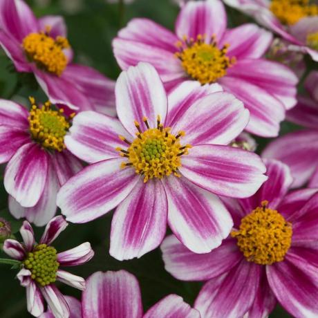 Bidens 'Feuerlicht'