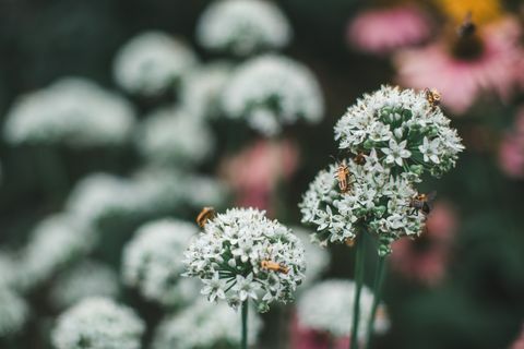 Blumen bedeckt in den Soldatkäfern