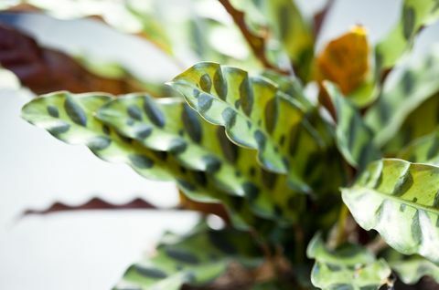 Nahaufnahme einer eingetopften Klapperschlange calathea, einer Pflanze, die im brasilianischen Regenwald beheimatet ist