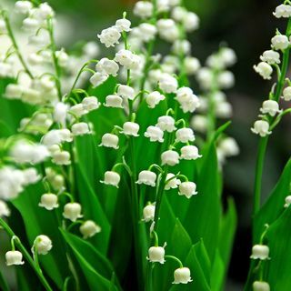 Convallaria majalis