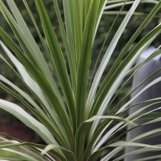 Cordyline australis