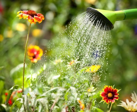 Blumen gießen