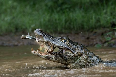 National Geographic Reisefotograf des Jahres