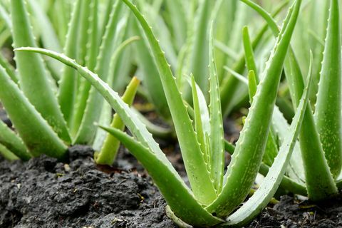 Aloe Vera-Pflanzenwachstum im Bauernhof