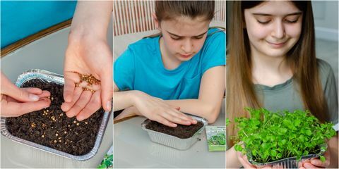 Kindergartenprojekte züchten Microgreens auf der Fensterbank