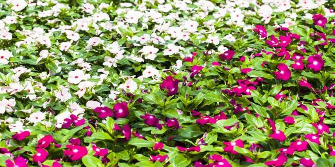 Beetpflanzen Impatiens, Fleißige Lieschen