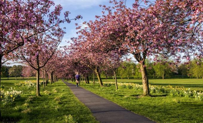 die kirschblüte steht in voller blüte im streunenden park im zentrum von harrogate