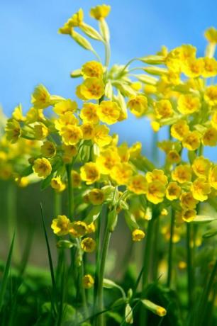 Gelbe Schlüsselblumen gegen blauen Himmel