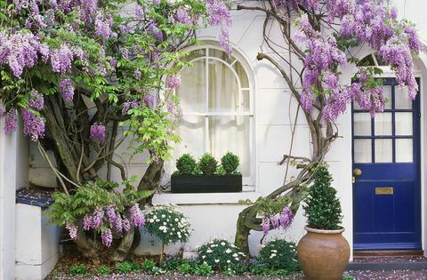 Glyzinien, die herauf Wand des Hauses mit Fensterkasten klettern