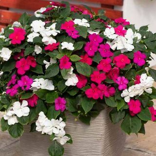 Impatiens Berry Smoothie Mixed Speed ​​Pflanzer
