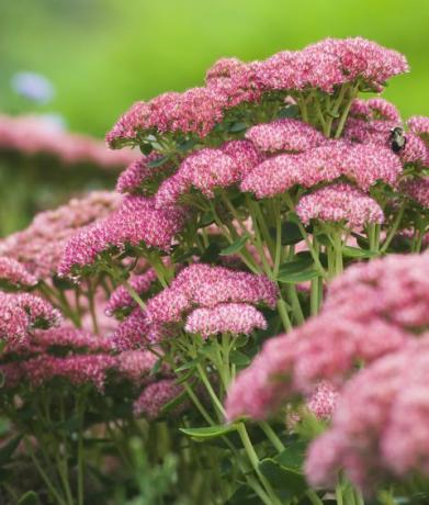 sedum herbst freude 'herbstfreude'