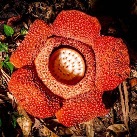 der grüne planet david attenboroughs fünfteilige pflanzenserie auf bbc eine blume der parasitischen pflanze rafflesia rafflesia keithii