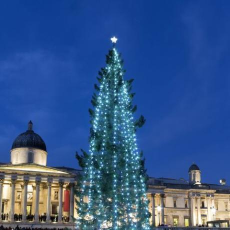 der jährliche riesige weihnachtsbaum vor der nationalgalerie am trafalgar square, london, uk