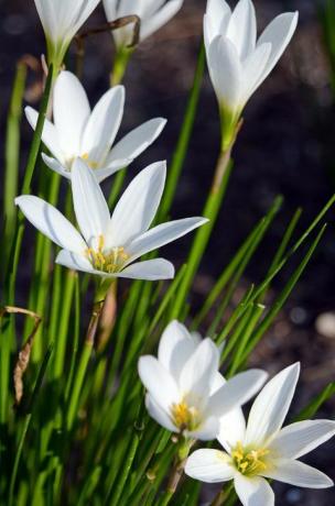 weiße Blumen im Garten