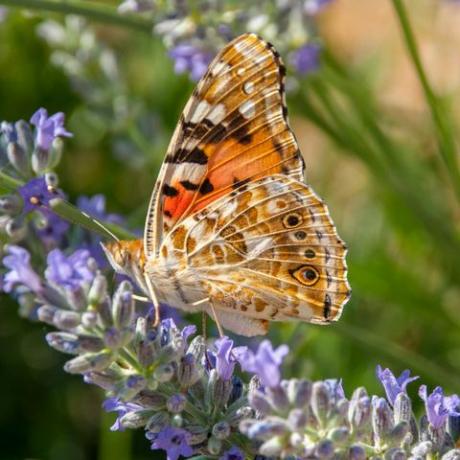 Distelfalter Schmetterling auf einer wilden Lavendelblüte im hellen Sonnenlicht im Sommer