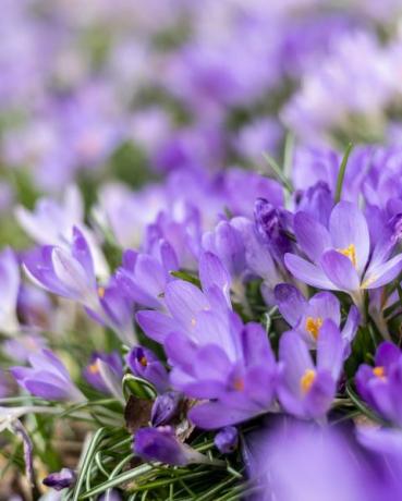 Hellviolette und weiße Krokusblüten auf dem Waldboden Ein deutliches Zeichen dafür, dass der Frühling auf dem Weg ist Der ganze Waldboden verwandelt sich in diese kleinen und sehr zarten bunten Blumen