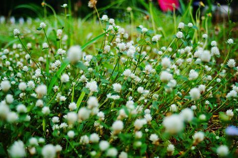 Nahaufnahme von weißen Blütenpflanzen auf Feld