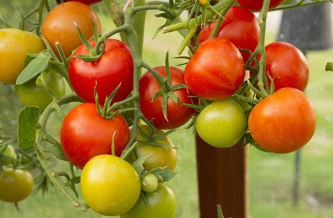 wie-Tomaten-im-Gewächshaus-wachsen