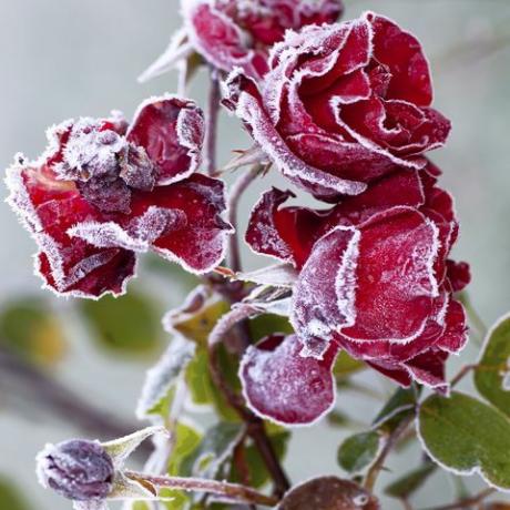 rote Rosen mit Raureif bedeckt