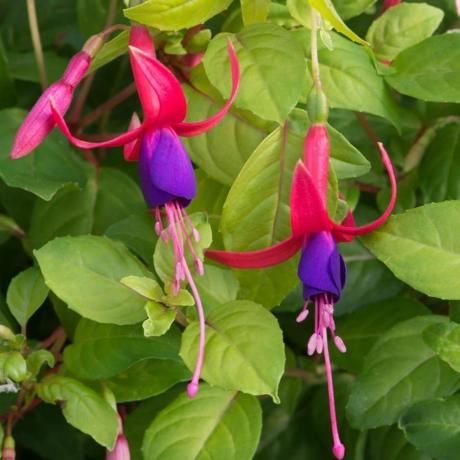 Fuchsie 'Genii'