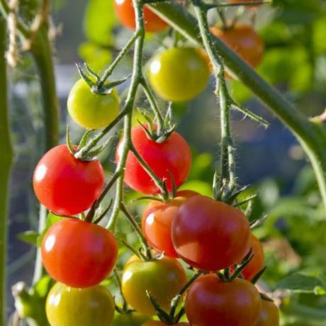 Gärtner erfreuen Tomaten in verschiedenen Reifestadien