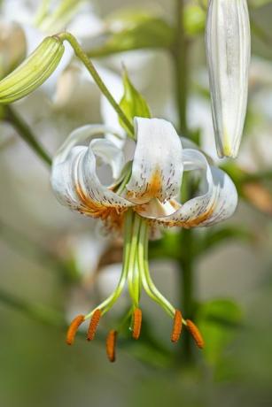 Schöne weiße und orange Sommerblumen von Lilium