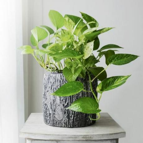 Goldene Pothos oder Epipremnum aureum am Fenster im Haus und im Garten des Schlafzimmers