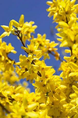 Forsythie in voller Blüte