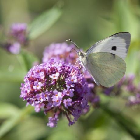 kleiner weißer Schmetterling, Pieris Rapae, auch bekannt als Kohlweißling, der sich von Nektar aus einer Buddleja-Blume ernährt?