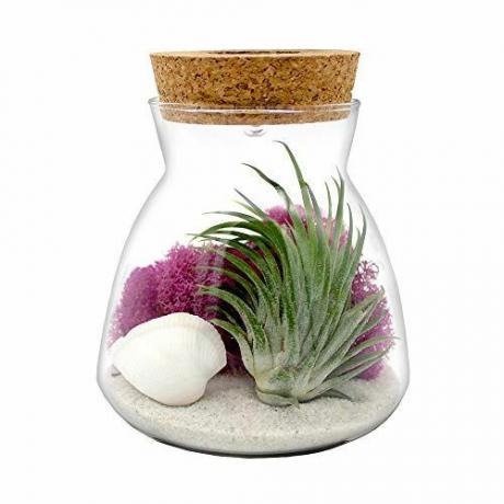 Glas-Luftpflanzen-Terrarium-Kit