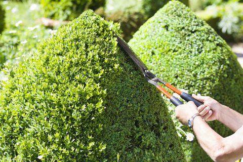 Hecke wird mit Trimmern geschnitten